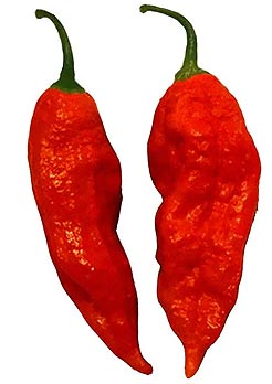 Bhut-Jolokia-Ghost Pepper Sauces - Available at The Hot Sauce Mall