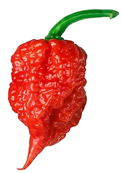 Carolina Reaper Sauces - Available at The Hot Sauce Mall