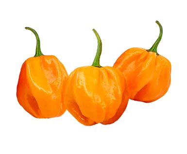 Scotch Bonnet Pepper Sauces - Available at The Hot Sauce Mall